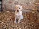 Labrador purebred puppies