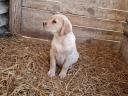 Labrador purebred puppies