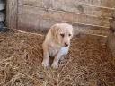 Labrador purebred puppies