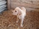 Labrador purebred puppies