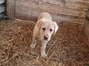 Labrador purebred puppies