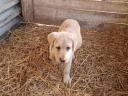 Labrador purebred puppies