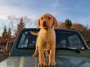 Labrador purebred puppies