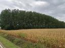 Poplar forest