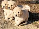 Purebred Golden Retriever puppies