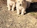 Purebred Golden Retriever puppies