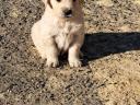 Purebred Golden Retriever puppies