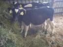 9 bulls, calves, calves, calves for sale