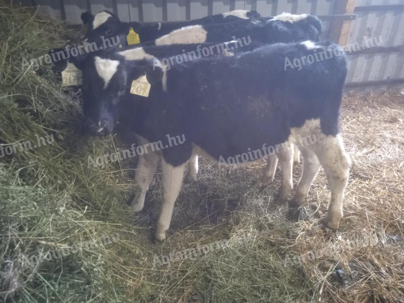 9 bulls, calves, calves, calves for sale