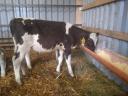 9 bulls, calves, calves, calves for sale