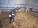 9 bulls, calves, calves, calves for sale