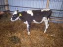 9 bulls, calves, calves, calves for sale