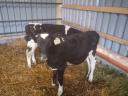 9 bulls, calves, calves, calves for sale