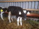 9 bulls, calves, calves, calves for sale