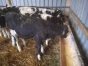 9 bulls, calves, calves, calves for sale