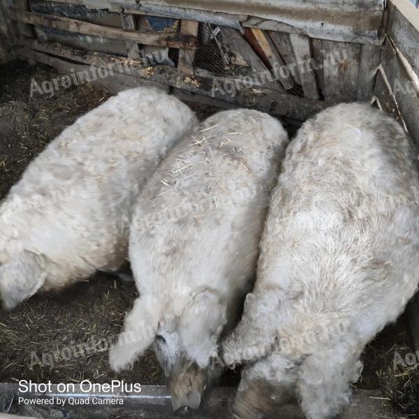 Îngrășători Mangalica de vânzare