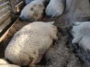 Îngrășători Mangalica de vânzare