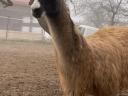 Beautiful llama foal for sale