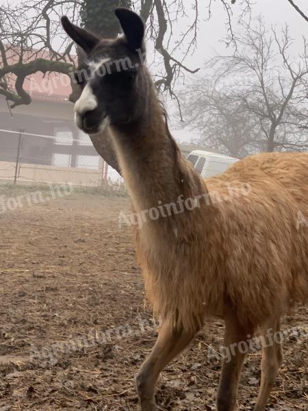 Beautiful llama foal for sale