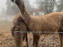 Wunderschönes Lama-Fohlen zu verkaufen