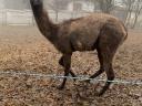 Beautiful llama foal for sale