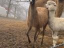 Beautiful llama foal for sale