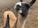 Beautiful llama foal for sale