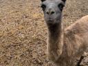 Beautiful llama foal for sale