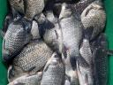 Carp for sale