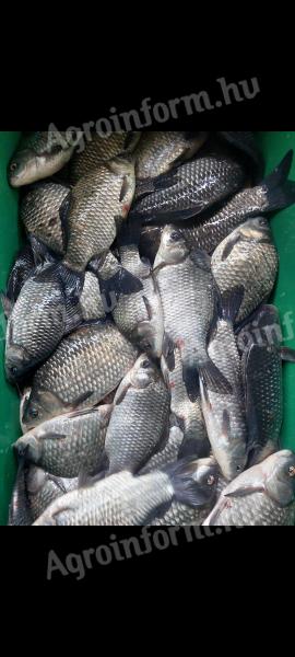 Carp for sale