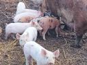 Free range piglets for sale