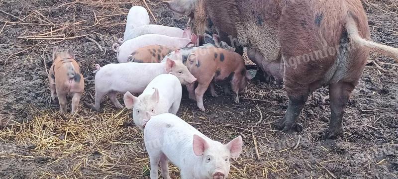 Freilandferkel zu verkaufen