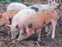 Free range piglets for sale