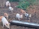 Free range piglets for sale