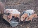 Free range piglets for sale