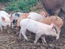 Free range piglets for sale