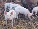 Free range piglets for sale