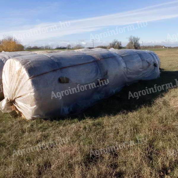 7 okrągłych bel słomy pszennej (150 cm) na sprzedaż na paletach w Kiskunfélegyháza, na sprzedaż w jednym kawałku