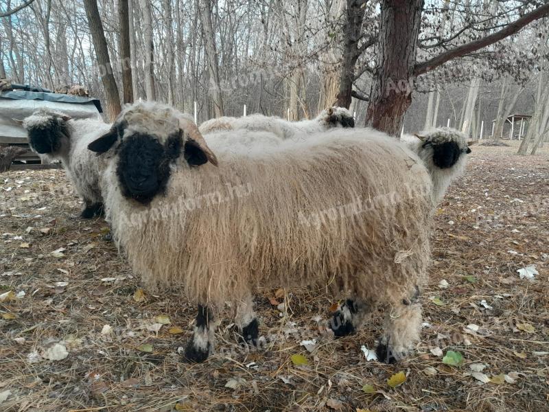 Wallisi black-nosed ram