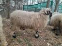 Wallisi black-nosed ram