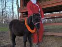 Mini pony mare foal with passport