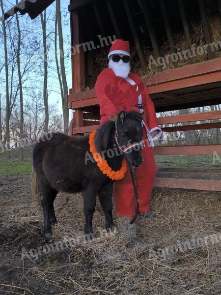 Hříbě klisny mini poníka s pasem