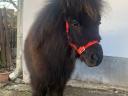 Mini pony mare foal with passport