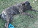 Canary Islands dog/Dogo Canario