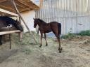 Weanling foal for sale