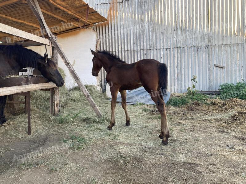 Weanling foal for sale