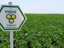 Selsem Soybean Seeds (Early maturity group) Pre-order