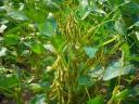 Selsem Soybean Seeds (Early maturity group) Pre-order