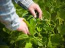 Selsem Soybean Seeds (Early maturity group) Pre-order