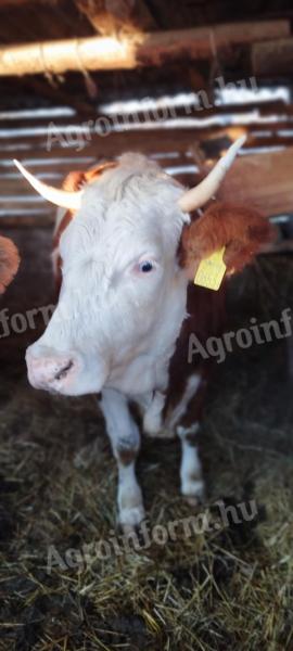 Hungarian heifer heifer and a bull for sale